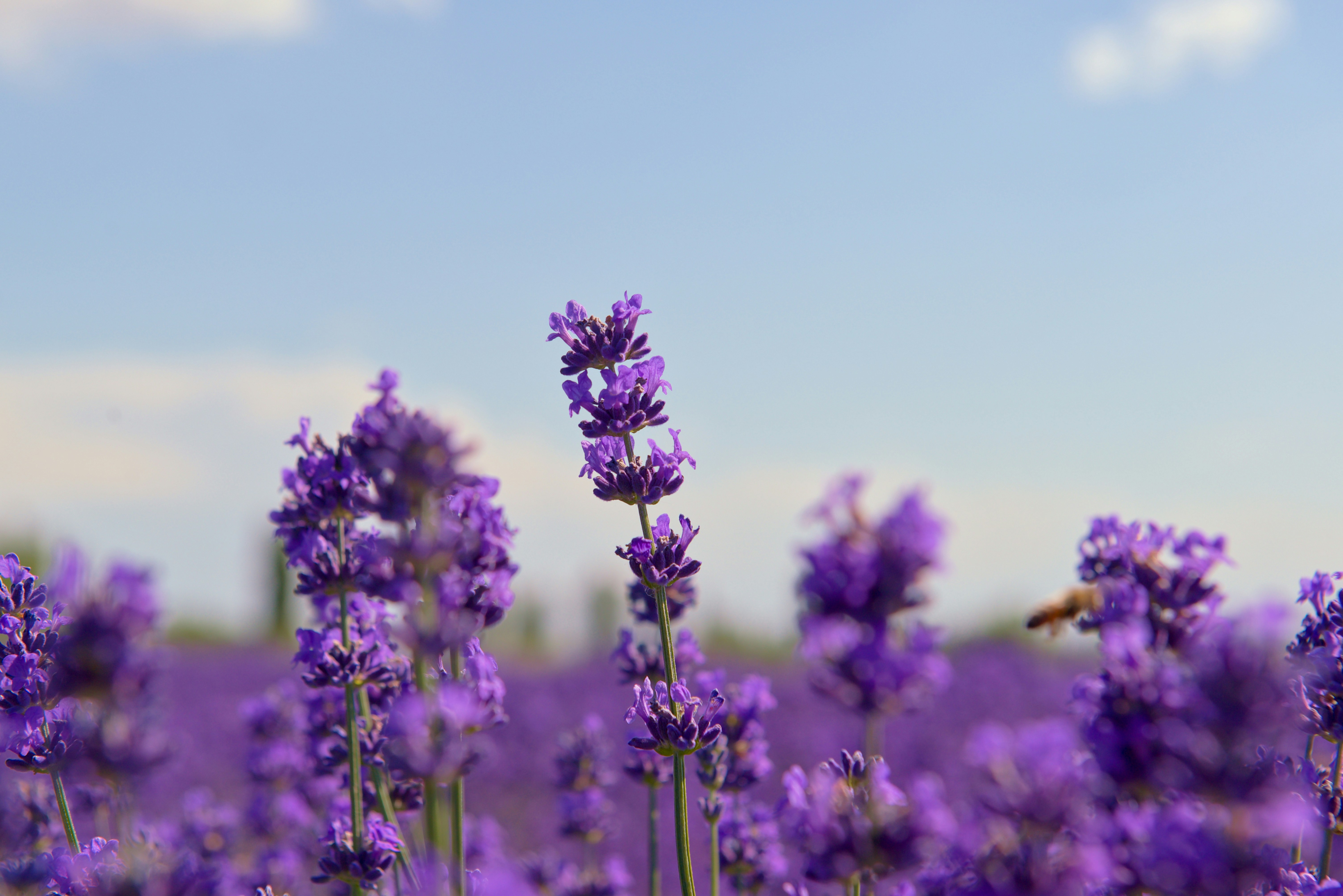 Lavanda