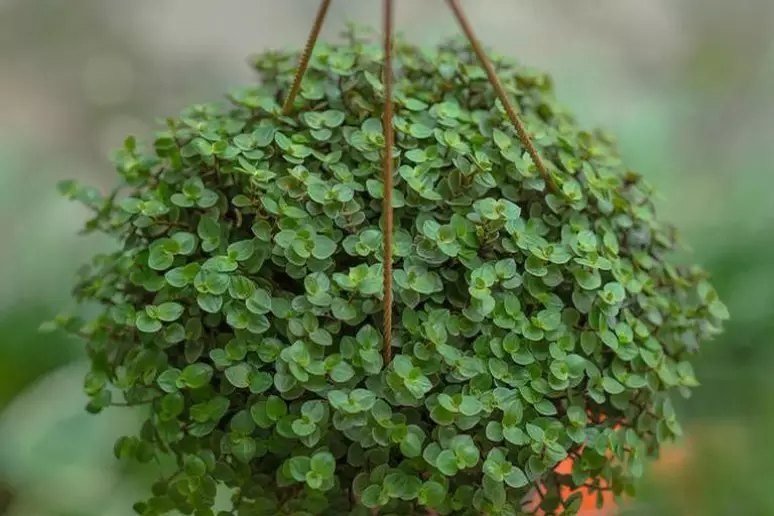 Dinheiro-em-penca: 5 dicas para cultivar a planta que atrai riquezas